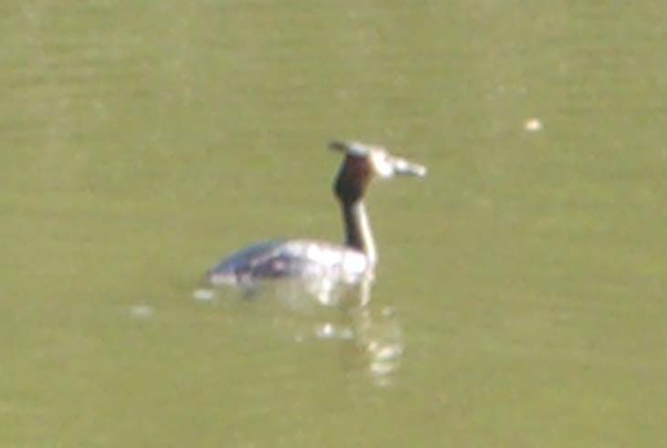 Foto di uccelli acquatici